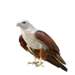 eagle isolated on white.