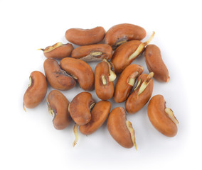 The seed planted bean  on White Background