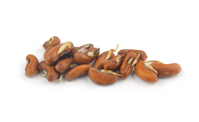 Obraz premium The seed planted bean on White Background