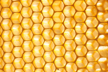 Empty honeycomb