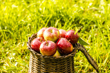 Apples in a basket with water drops and green background