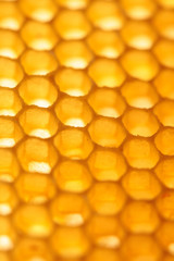 Fototapeta premium Empty honeycomb