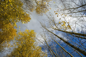 Crown of autumn trees against the sky