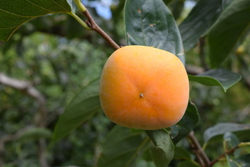 色づいてきた庄内柿／山形県の庄内地方で、種がなく美味しいことで有名な庄内柿の風景を撮影した写真です。色づいてきた柿の実で、収穫が近い柿です。