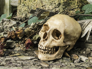skull or skeleton of human photography