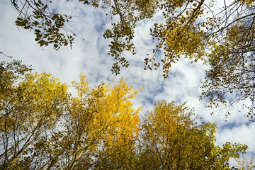 Crown of autumn trees against the sky