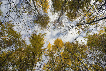 Fototapeta premium Crown of autumn trees against the sky