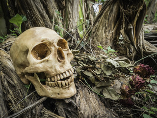 skull or skeleton of human photography