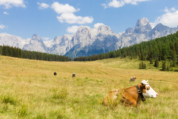 Fototapeta na wymiar Beautiful alpine panorama