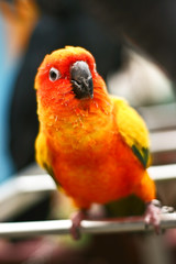 Sun Conure