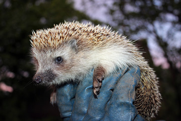 Hedgehog