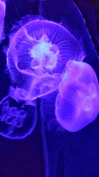 Meduse