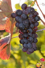 Weintrauben am Rebstock