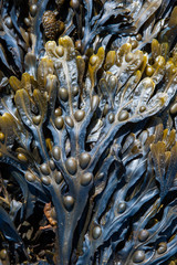 close-up of Bladderwrack Seaweed 