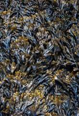 large pile of Bladderwrack Seaweed on the beach
