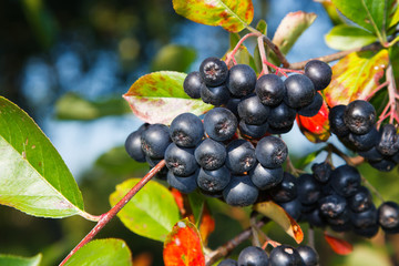 Aronia