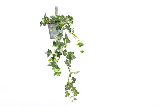 アイビーのプランター