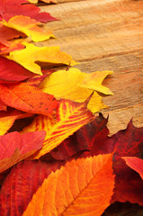  autumn leaves
