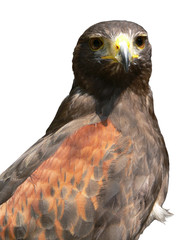 Wüstenbussard (Parabuteo unicinctus), freigestellt