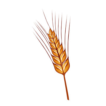 rye ears of wheat detailed vector