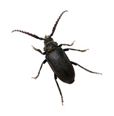 black beetle
