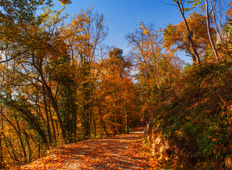 Fototapeta na wymiar Laubwald im Herbst