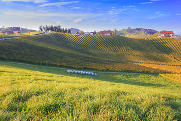 Weinberg in der Südsteiermark