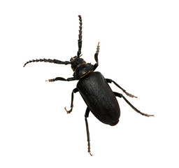 black beetle