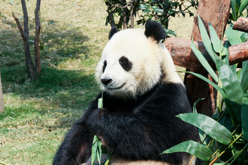 Obraz premium Panda eating bamboo
