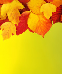 autumn leaves background