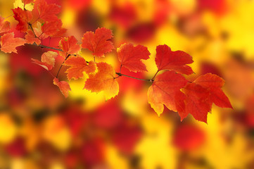 autumn leaves background