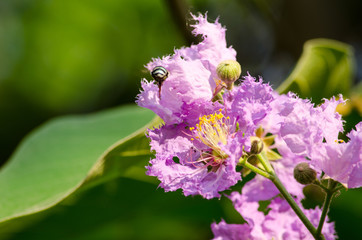 Tabaek is beautiful bunches of pink flowers.