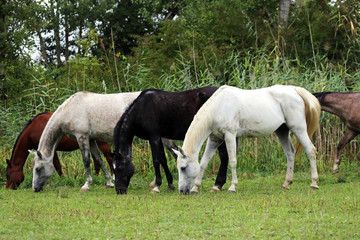 Obraz na płótnie Canvas Purebred arabian horses grazing on pasture summertime