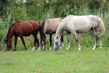 Group of thoroughbred arabian foals and mares grazing fresh gree