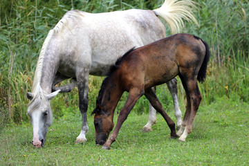 Little foal grazing with her mother on pasture summertime