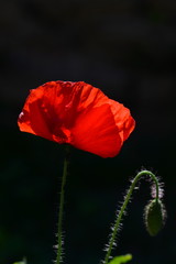 Coquelicot, contre-jour