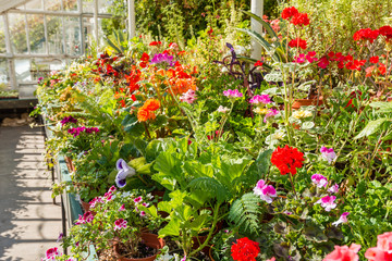 Obraz premium Greenhouse in summer