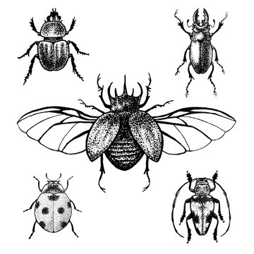 Hand drawn beetles set
