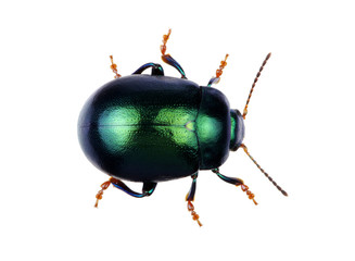 Green beetle