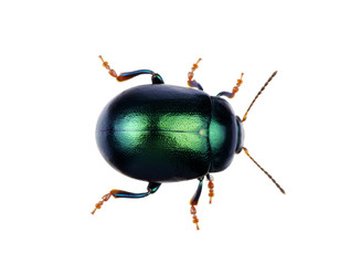 Green beetle