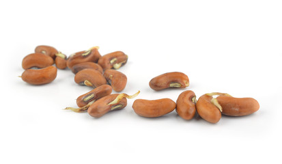 The seed planted bean  on White Background