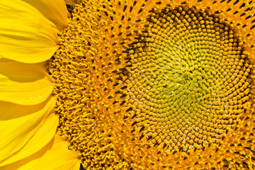 Sunflowers field under the summer blue sky and bright sun lights
