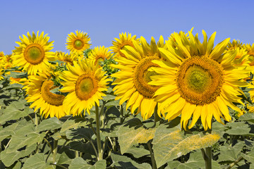 Sunflowers field under the summer blue sky and bright sun lights