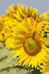 Sunflowers field under the summer blue sky and bright sun lights