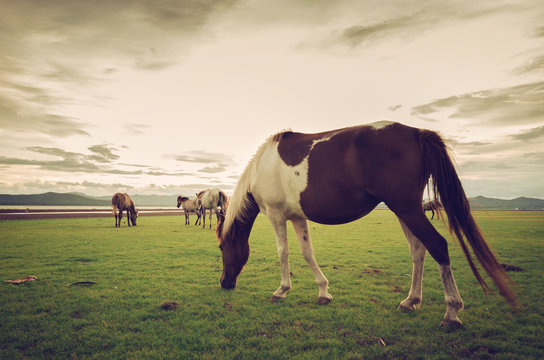 Horses on the field grass vintage and retro style