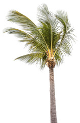 cocotier sur fond blanc