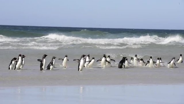 Rockhopper penguin in Falkland Islands