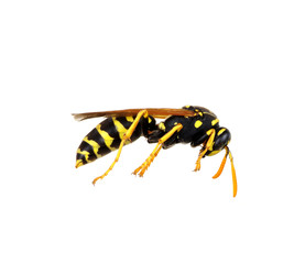 wasp