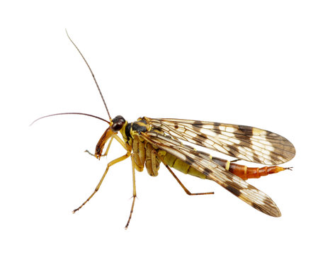 Mosquito