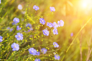 blue flowers of flax lit with the bright summer sun